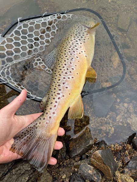 Stillwater rainbow trout — balanced leech Colorado fly fishing