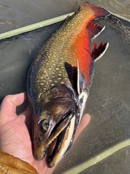Trophy trout — indicator fly fishing Colorado stillwater