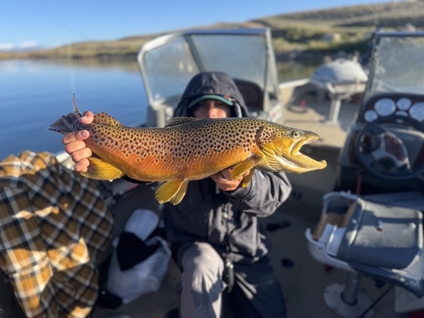 Colorado rainbow trout — hand-tied chironomid fly pattern