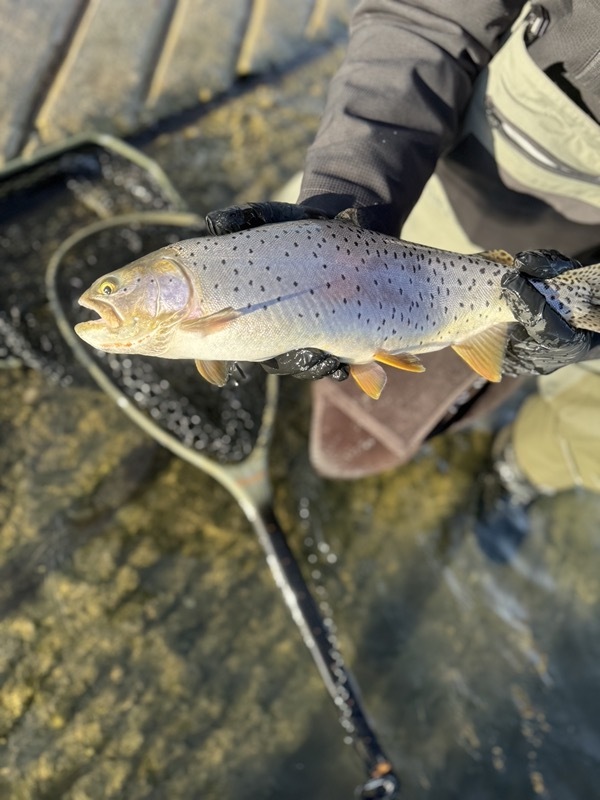 Trophy trout — indicator fly fishing Colorado stillwater