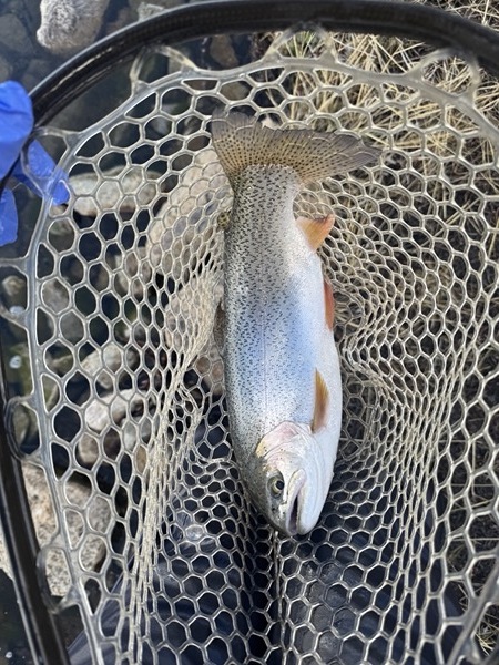 Rainbow trout fly fishing — 11 Mile Reservoir Colorado stillwater