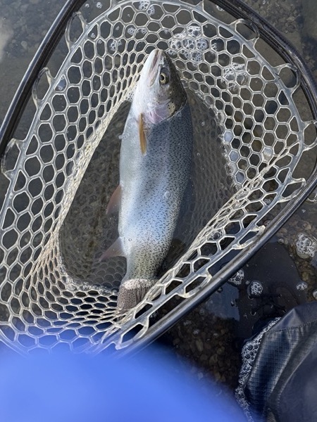 Stillwater brown trout — Delaney Buttes Colorado fly fishing