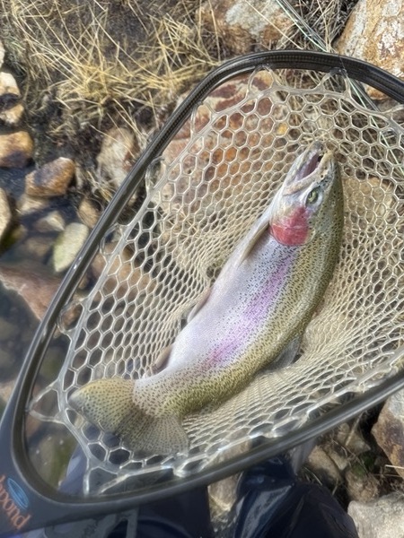 Lake John rainbow trout — North Park Colorado stillwater