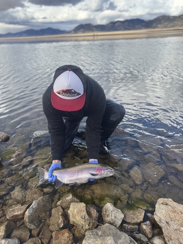 Colorado trophy trout caught on hand-tied chironomid pattern