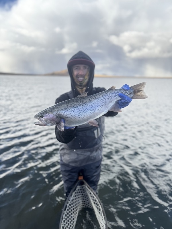 Spinney Mountain rainbow trout — Colorado stillwater fly fishing